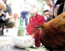 公雞會抽煙愛喝啤酒 可當(dāng)保鏢護(hù)嬰兒