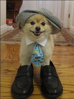 主人狀告前女友 美國(guó)網(wǎng)絡(luò)萌狗卷入50萬(wàn)美元索賠案