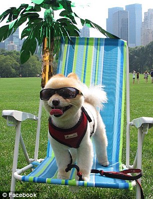 超萌狗狗惹禍？美國男子因?qū)櫸锞W(wǎng)站被奪走狀告前女友