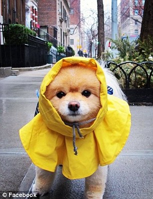 超萌狗狗惹禍？美國男子因?qū)櫸锞W(wǎng)站被奪走狀告前女友