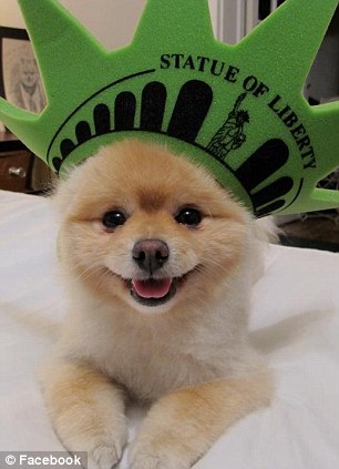 超萌狗狗惹禍？美國男子因?qū)櫸锞W(wǎng)站被奪走狀告前女友