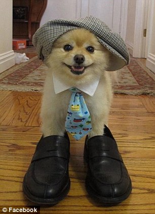 超萌狗狗惹禍？美國男子因?qū)櫸锞W(wǎng)站被奪走狀告前女友