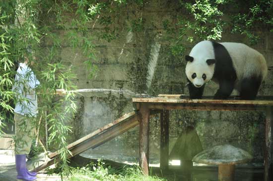 福州高溫 熊貓消暑不忘賣萌