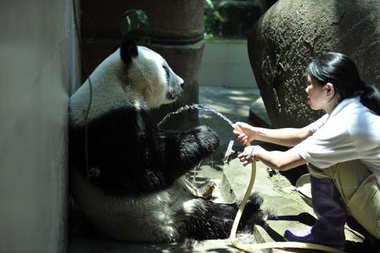 福州高溫 熊貓消暑不忘賣萌