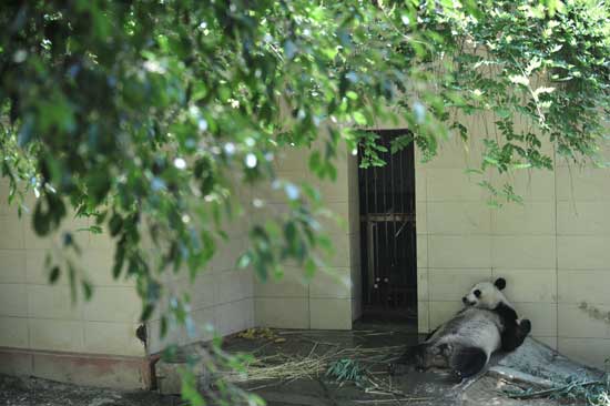 福州高溫 熊貓消暑不忘賣萌