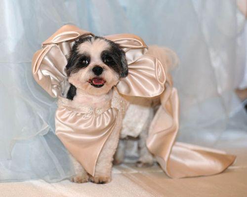 美國幸福小狗喜結(jié)連理 豪華婚禮打破世界紀(jì)錄