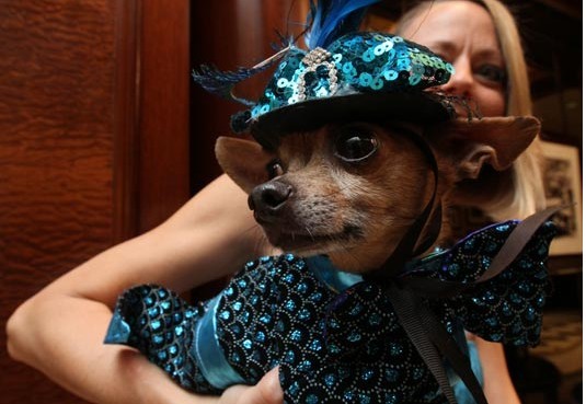 美國幸福小狗喜結(jié)連理 豪華婚禮打破世界紀(jì)錄