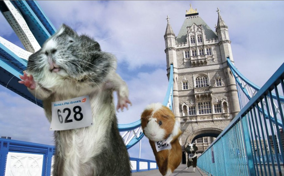 倫敦奧運(yùn)會(huì)豚鼠也瘋狂 田徑跳水馬術(shù)樣樣精