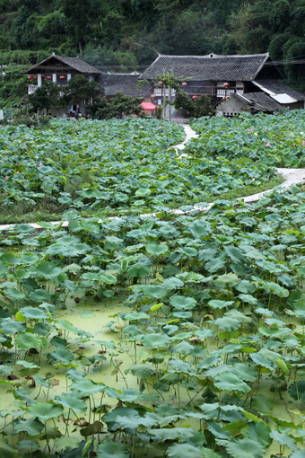 生態(tài)貴陽打造“綠色長城”