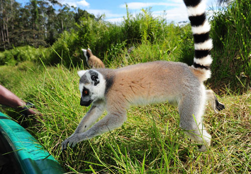 馬達加斯加:珍禽異獸多
