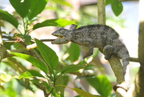 馬達加斯加:珍禽異獸多