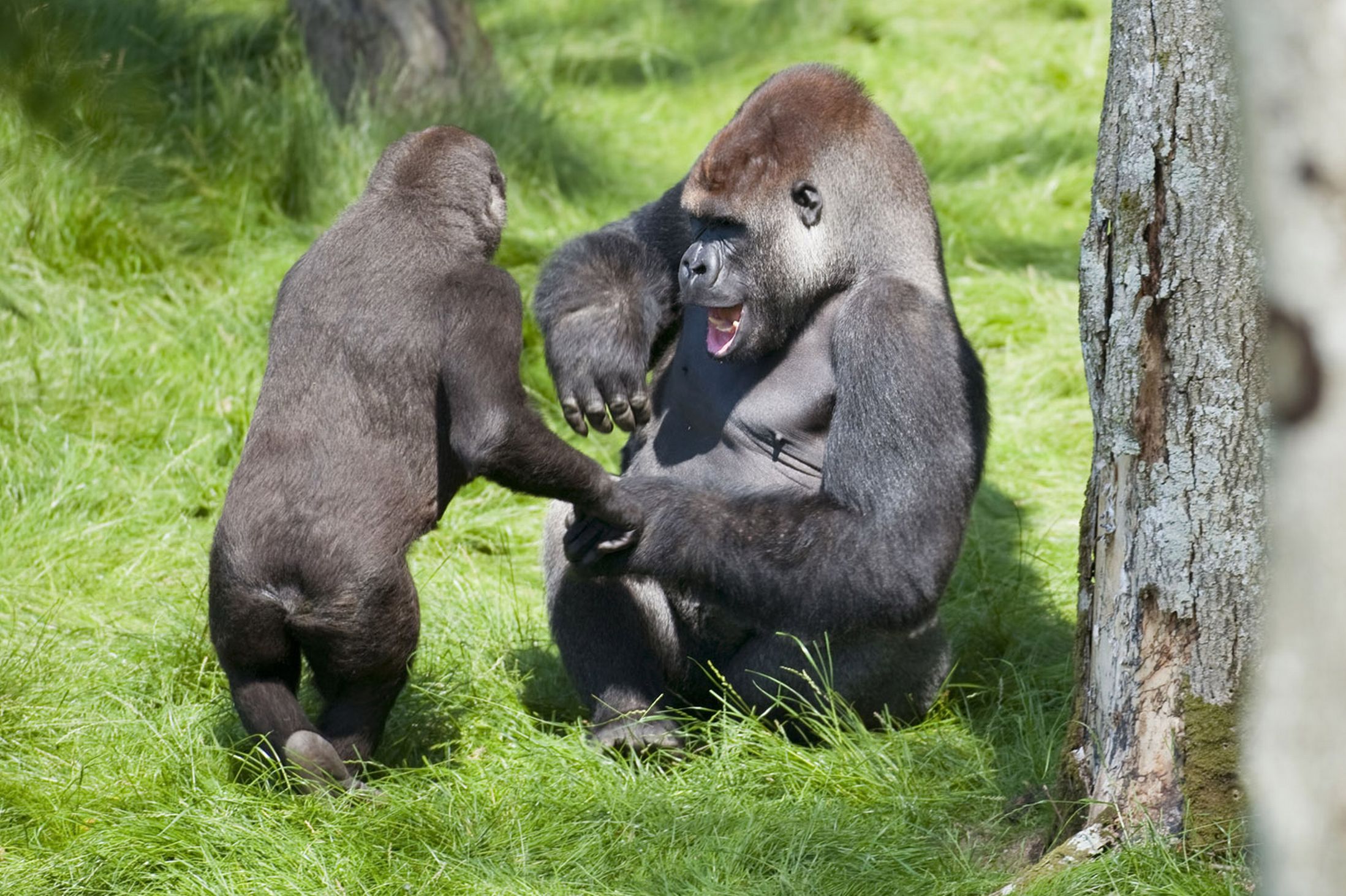 英國(guó)黑猩猩“兄弟情深” 分開3年后重逢場(chǎng)面令人感動(dòng)