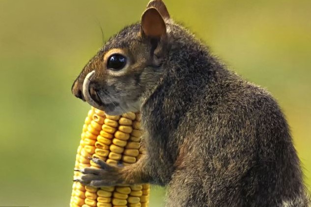 齙牙松鼠“身殘志堅(jiān)” 長(zhǎng)了顆“象牙”仍“吃嘛嘛香”