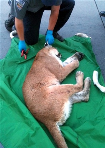 美洲獅“逛街”欲進(jìn)賭場(chǎng) 中麻醉槍后被帶走(圖)