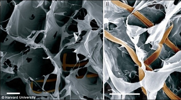 “終結者”將誕生?美科學家首次制造“半機器人”皮膚
