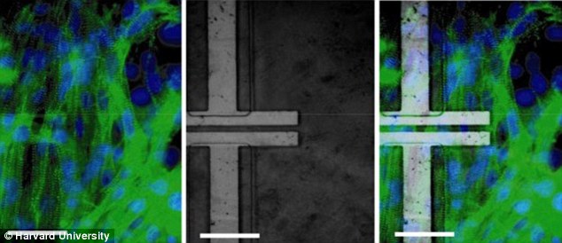 “終結(jié)者”將誕生？美科學(xué)家首次制造“半機器人”皮膚