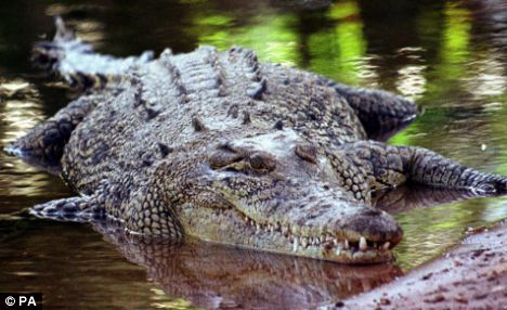 泰國(guó)患抑郁癥女子疑跳進(jìn)鱷魚(yú)池自盡 丈夫求真相