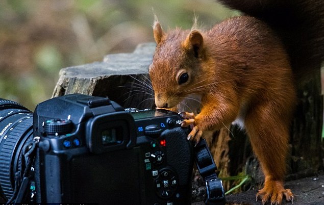 好奇紅松鼠近距離把玩相機(jī) 難掩貪吃本色下口品嘗