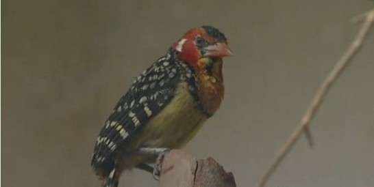 鳥類各種叫聲啥意思？英國(guó)鳥類專家微博開講