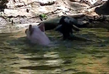 “奶媽狗”后又現(xiàn)“英雄豬” 勇救落水羊網(wǎng)絡(luò)走紅