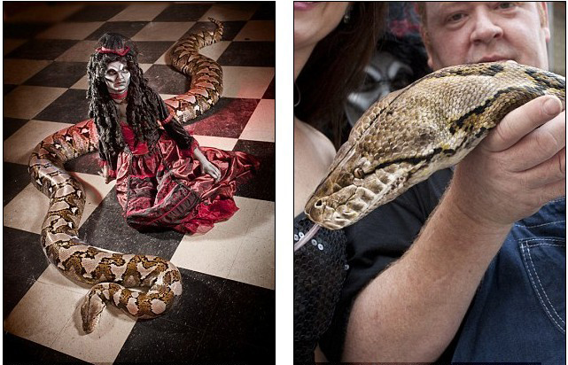 全球最長(zhǎng)圈養(yǎng)蟒蛇體長(zhǎng)7.6米 可吞下45公斤食物