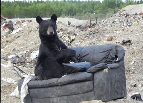 黑熊垃圾場“拾荒” 倚坐沙發(fā)小憩憨態(tài)可掬