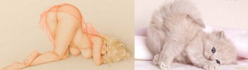 萌貓神似海報(bào)女郎 性感可愛惹人憐