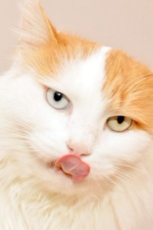 英國(guó)“最搗蛋”貓咪惹鄰居攜水槍防身 丟失后“因惡得福”重返家中