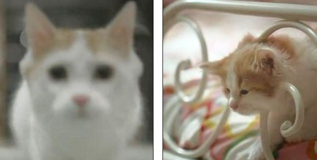 英國“最搗蛋”貓咪惹鄰居攜水槍防身 丟失后“因惡得福”重返家中