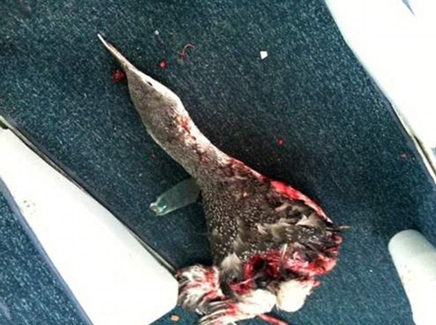 大鳥空中襲“機”撞碎擋風玻璃 血灑機艙飛機迫降