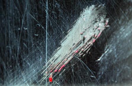 捷克白老虎上演“飛越動(dòng)物園” 3名工作人員被抓傷