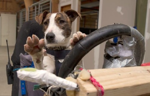 狗狗也能當(dāng)司機！新西蘭流浪犬8周學(xué)會駕駛(圖)