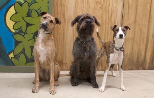 狗狗也能當(dāng)司機！新西蘭流浪犬8周學(xué)會駕駛(圖)