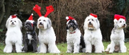 “英國(guó)達(dá)人”狗家族聚會(huì) 擁有中國(guó)血統(tǒng)曾為女王獻(xiàn)舞