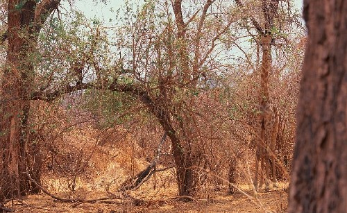 動(dòng)物界的易容高手 你能找到它們嗎？