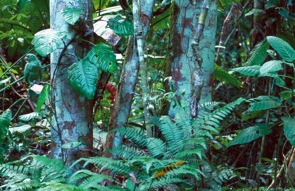 鸚鵡化身樹葉、松雞變身雪堆 美攝影師揭秘動(dòng)物界的易容高手