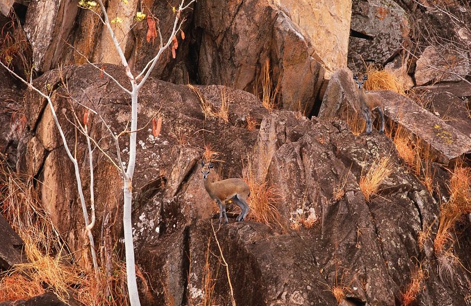 鸚鵡化身樹(shù)葉、松雞變身雪堆 美攝影師揭秘動(dòng)物界的易容高手