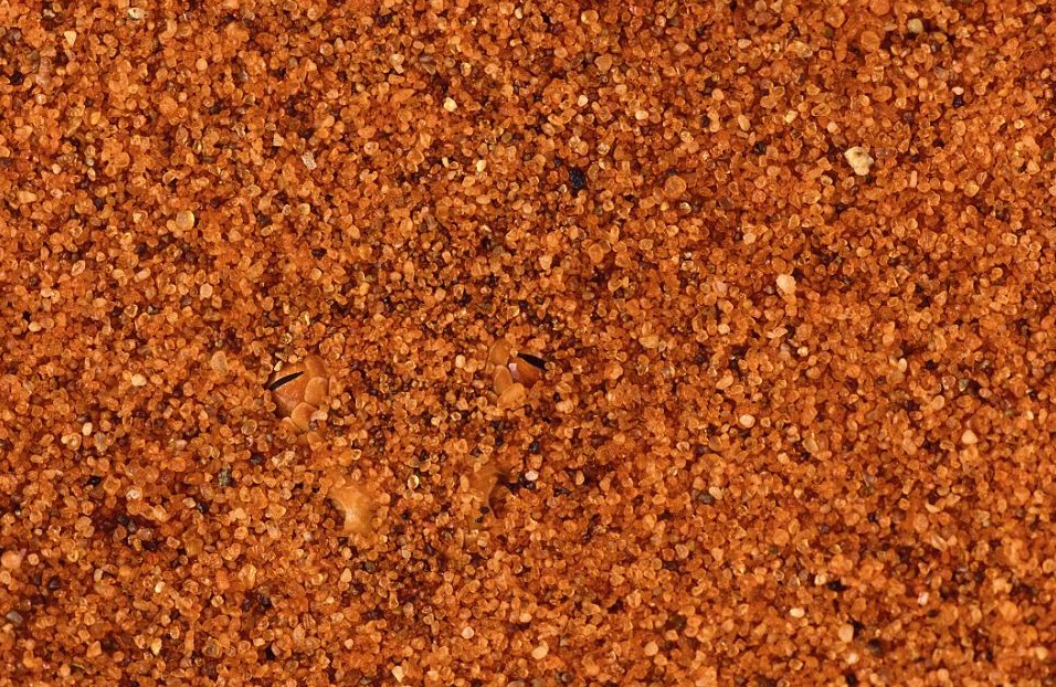 鸚鵡化身樹葉、松雞變身雪堆 美攝影師揭秘動物界的易容高手