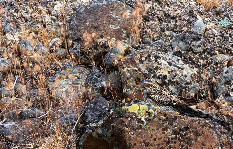 鸚鵡化身樹(shù)葉、松雞變身雪堆 美攝影師揭秘動(dòng)物界的易容高手