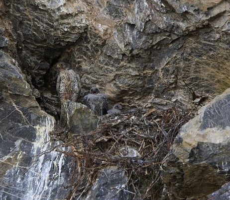 鸚鵡化身樹(shù)葉、松雞變身雪堆 美攝影師揭秘動(dòng)物界的易容高手