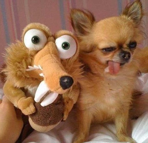 國外網(wǎng)站評選最搞笑動物照 妖媚狗、寂寞哥爭寵