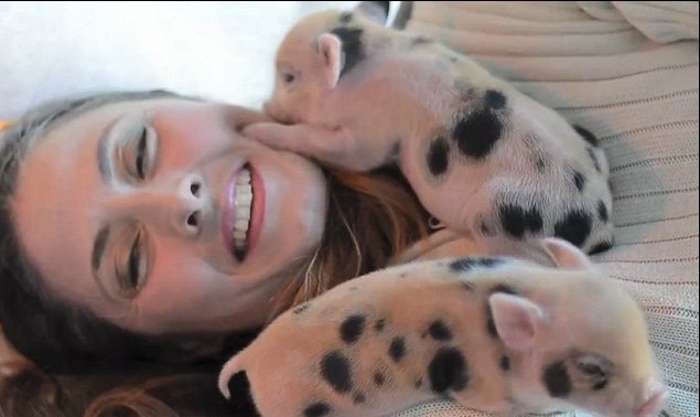 美婦女養(yǎng)40頭寵物豬惹鄰居不滿 被勒令限期移走