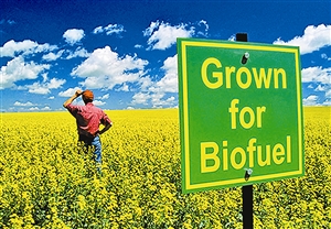 生物燃料究竟有多“綠”？