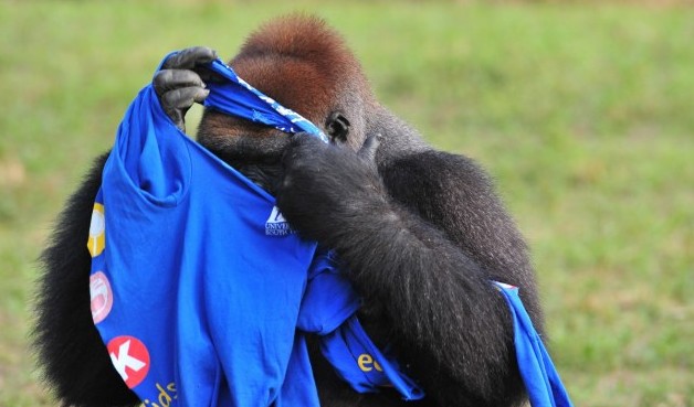 大猩猩也臭美?花半小時穿一件T恤(圖片新聞)