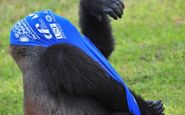 大猩猩也臭美?花半小時(shí)穿一件T恤(圖片新聞)