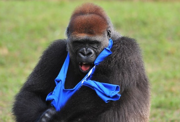 大猩猩也臭美?花半小時(shí)穿一件T恤(圖片新聞)