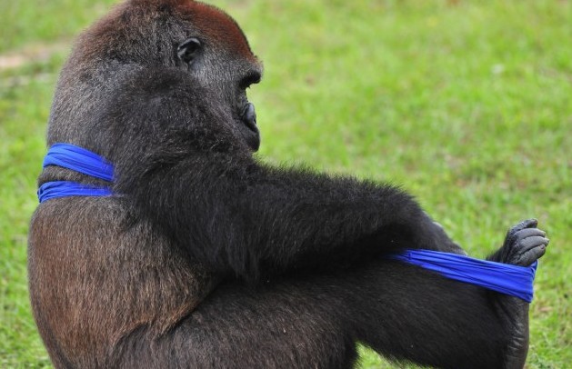 大猩猩也臭美?花半小時(shí)穿一件T恤(圖片新聞)