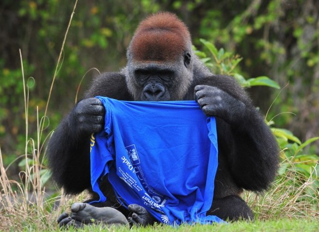 大猩猩也臭美？花半小時(shí)穿一件T恤（圖片新聞）