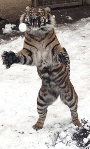 爪子抓嘴巴咬 看威猛老虎抓雪球“精彩表演”