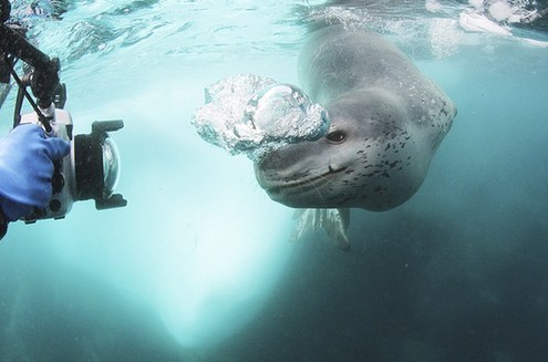 游入死亡之口:看豹形海豹如何捕食小企鵝